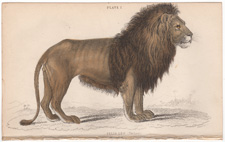 the lion felis leo